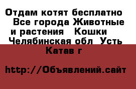 Отдам котят бесплатно  - Все города Животные и растения » Кошки   . Челябинская обл.,Усть-Катав г.